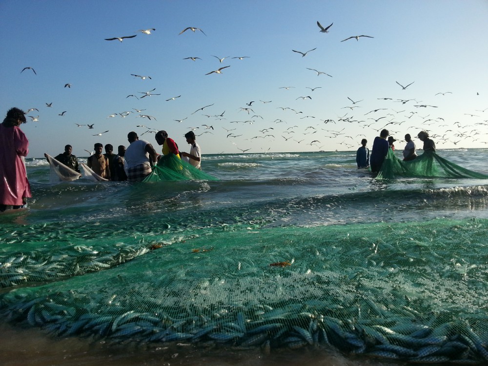 sardin fishing at dhofar