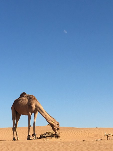 the desert ship